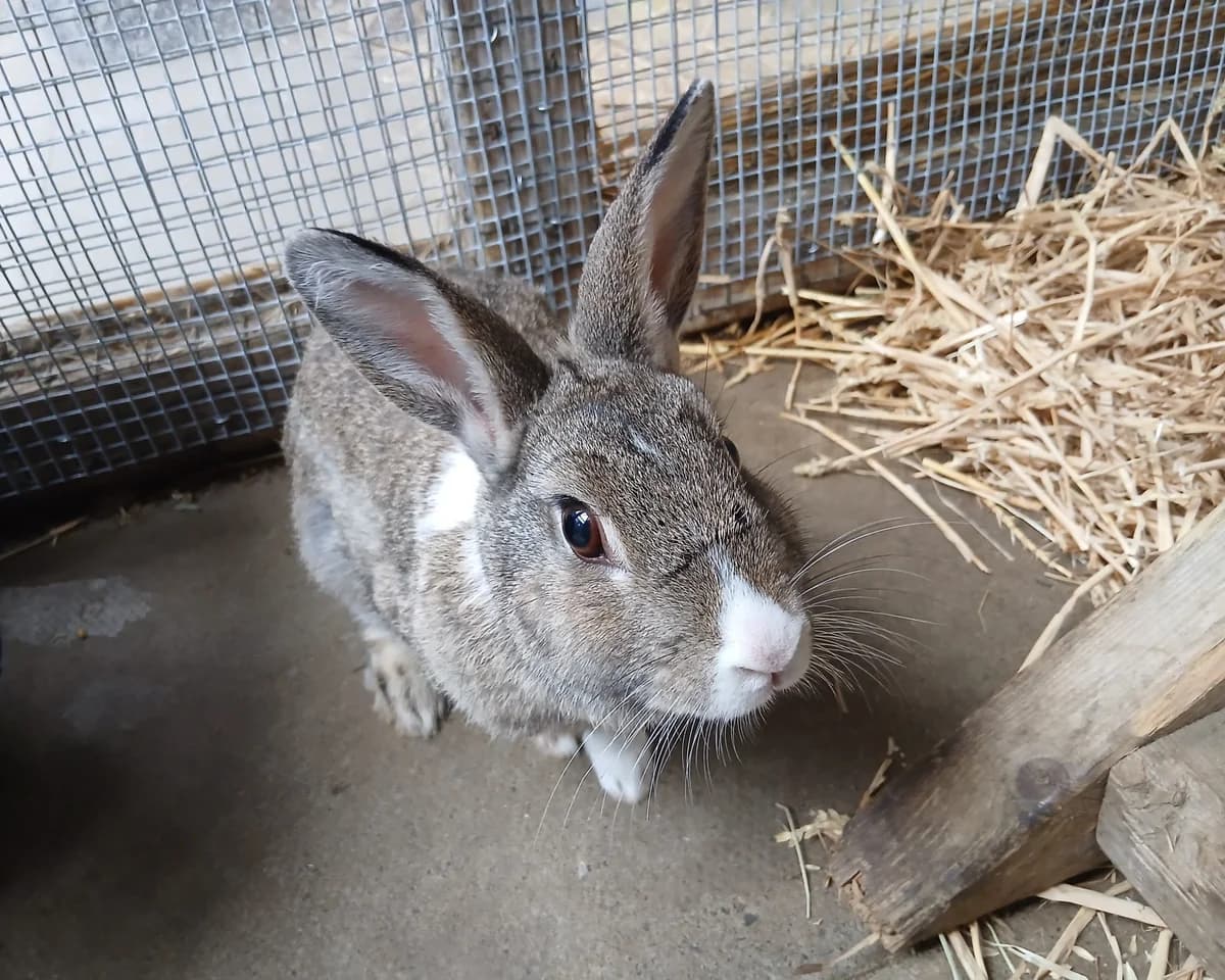 Mopsy, female mixed breed for adoption at Cheltenham Animal Shelter (GAWA)