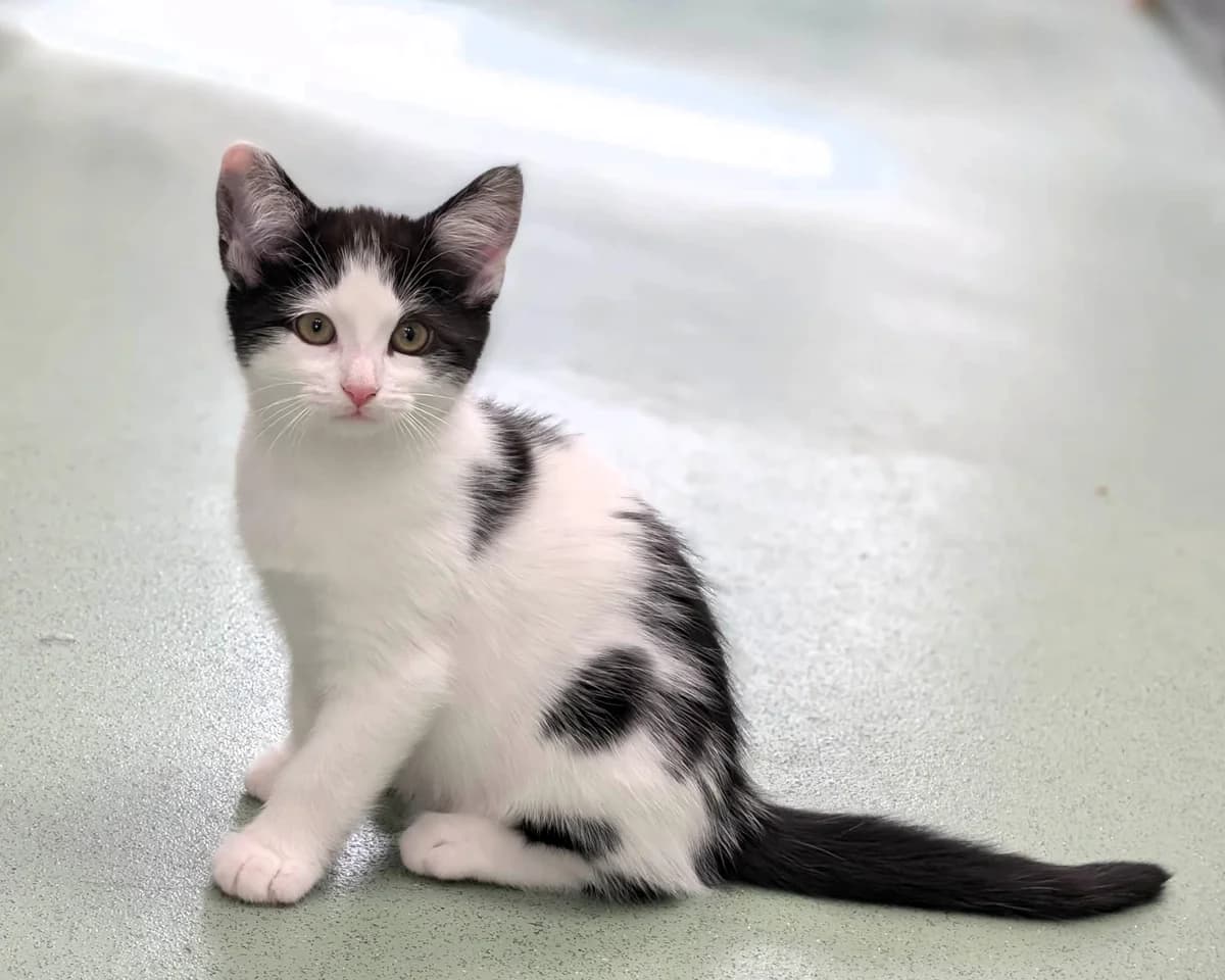 Morticia, female puppy Mixed Breed Cat for adoption at Cheltenham Animal Shelter (GAWA)
