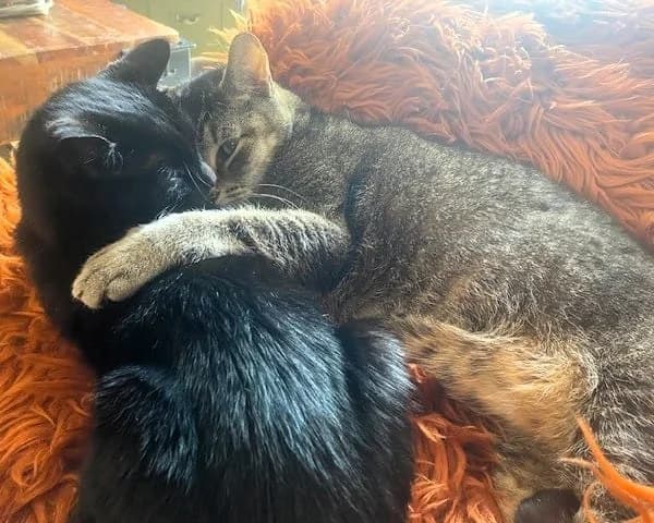 Mowmow & Panther, male senior Mixed Breed Cat for adoption at Cheltenham Animal Shelter (GAWA)