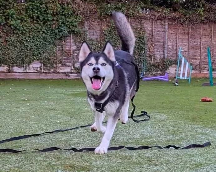 Nala, female 7yo Husky for adoption at Cheltenham Animal Shelter (GAWA)