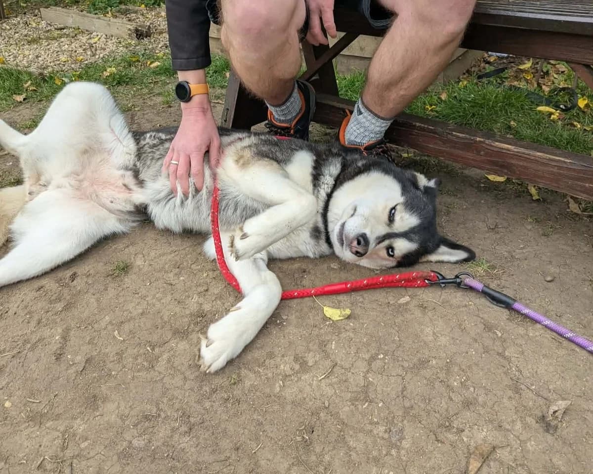 Nala, female 7yo Husky for adoption at Cheltenham Animal Shelter (GAWA)