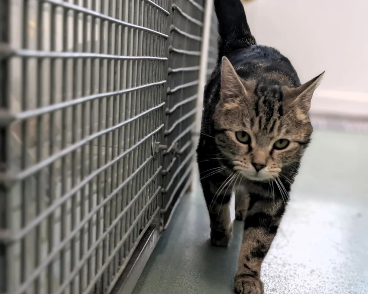 Noodle, female young Mixed Breed Cat for adoption at Cheltenham Animal Shelter (GAWA)