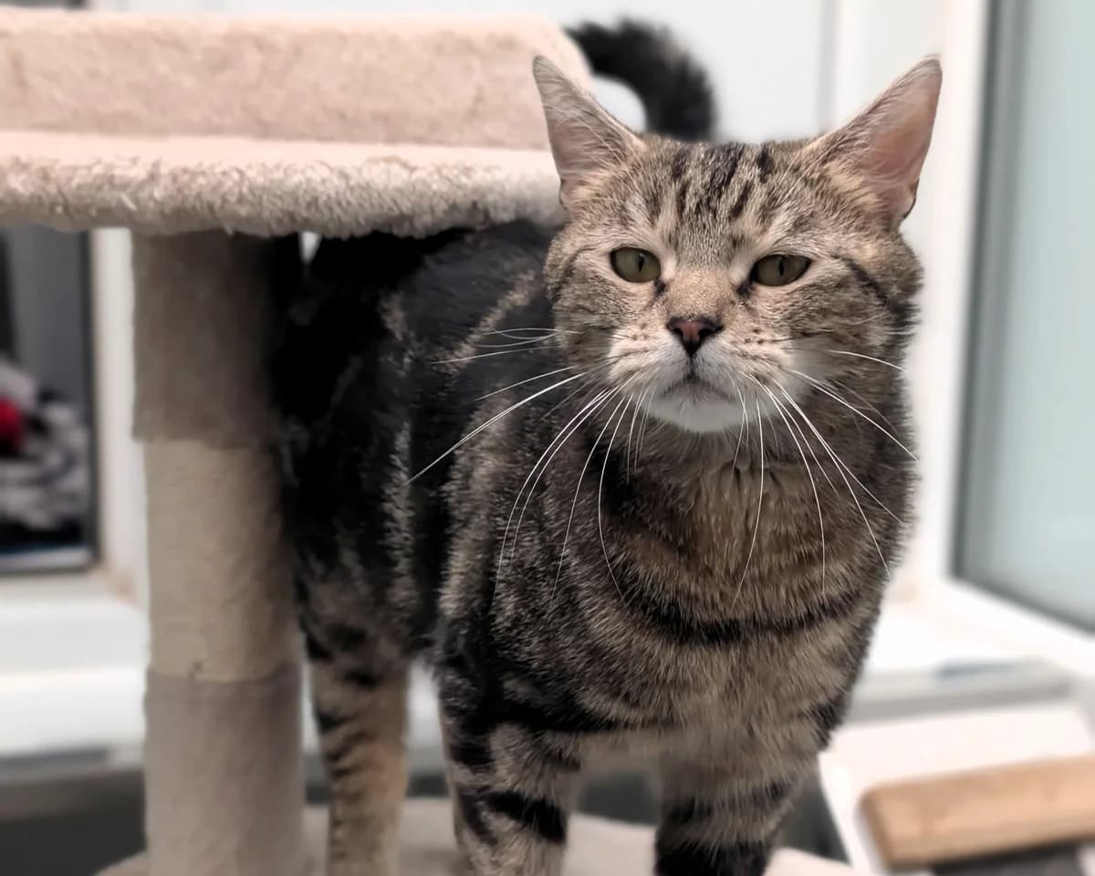 Noodle, female young Mixed Breed Cat for adoption at Cheltenham Animal Shelter (GAWA)