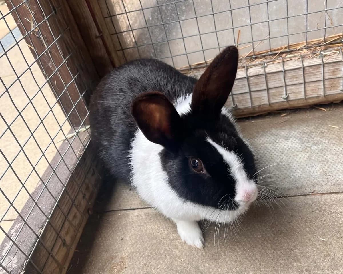 Oreo, female mixed breed for adoption at Cheltenham Animal Shelter (GAWA)