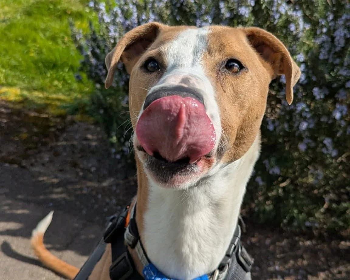 Oz, male 4yo Lurcher for adoption at Cheltenham Animal Shelter (GAWA)
