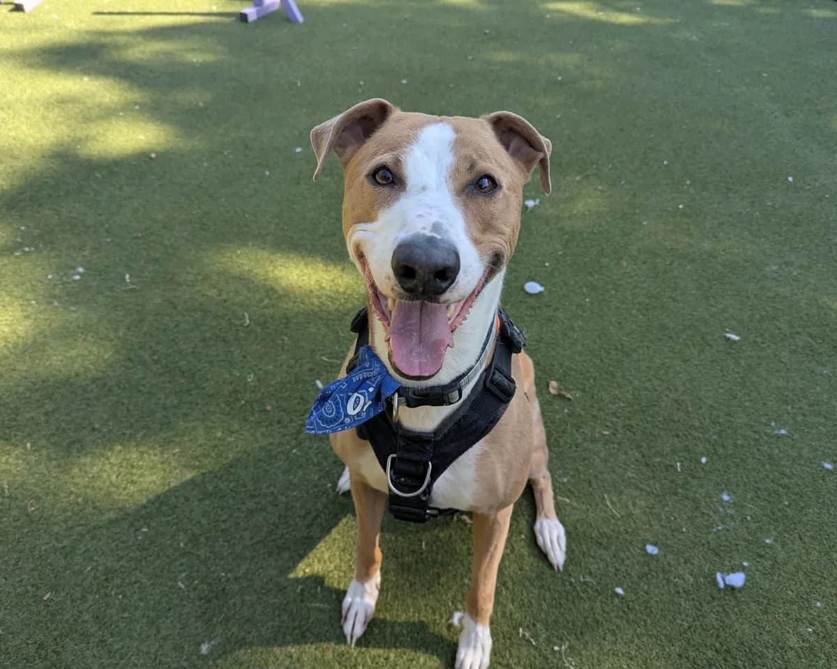 Oz, male 4yo Lurcher for adoption at Cheltenham Animal Shelter (GAWA)