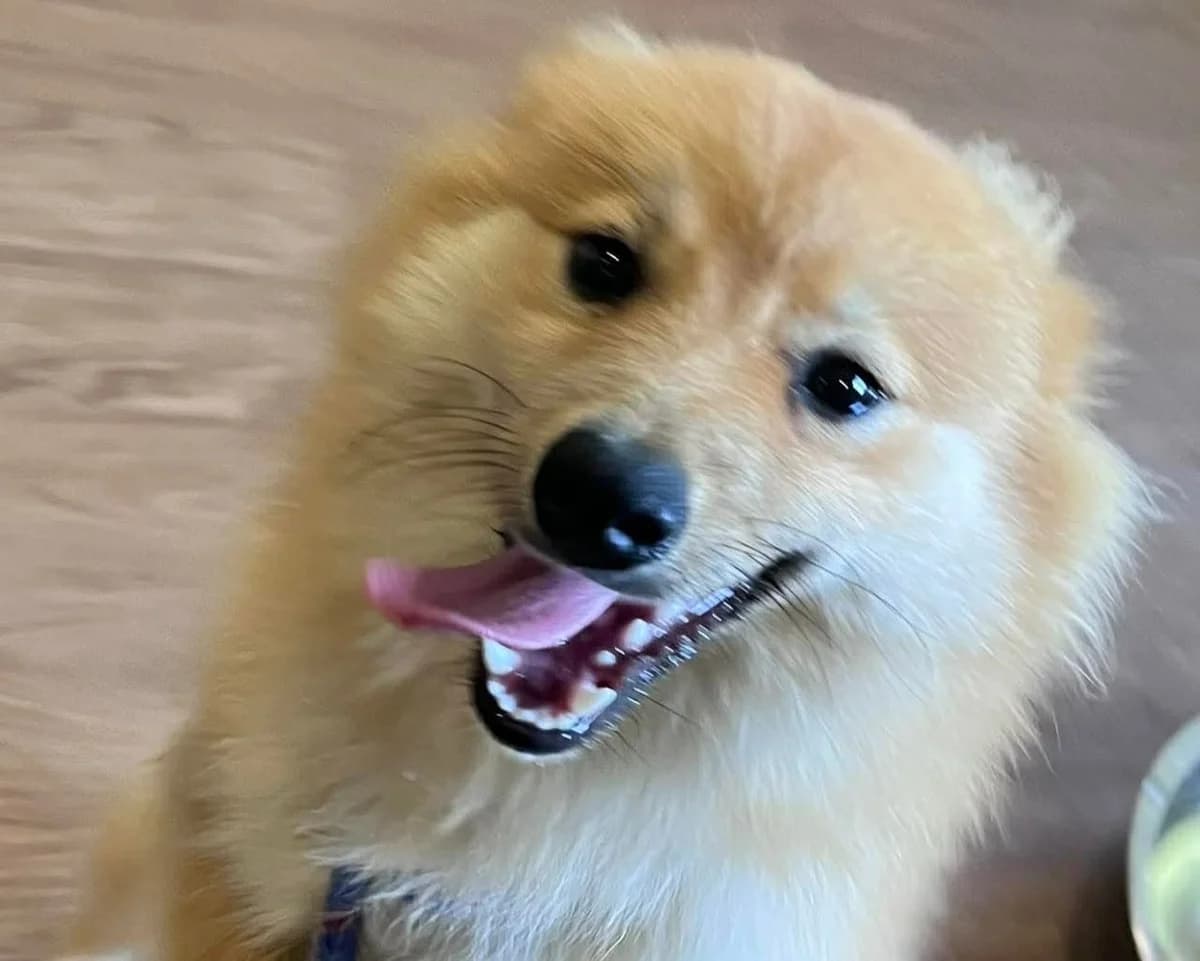 Pablo, male puppy Mixed Breed for adoption at Cheltenham Animal Shelter (GAWA)