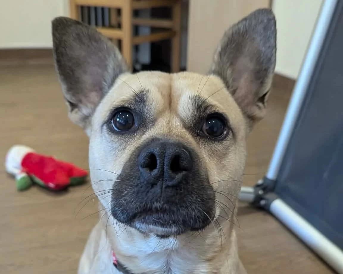Panini, male 5yo Staffordshire Bull Terrier for adoption at Cheltenham Animal Shelter (GAWA)