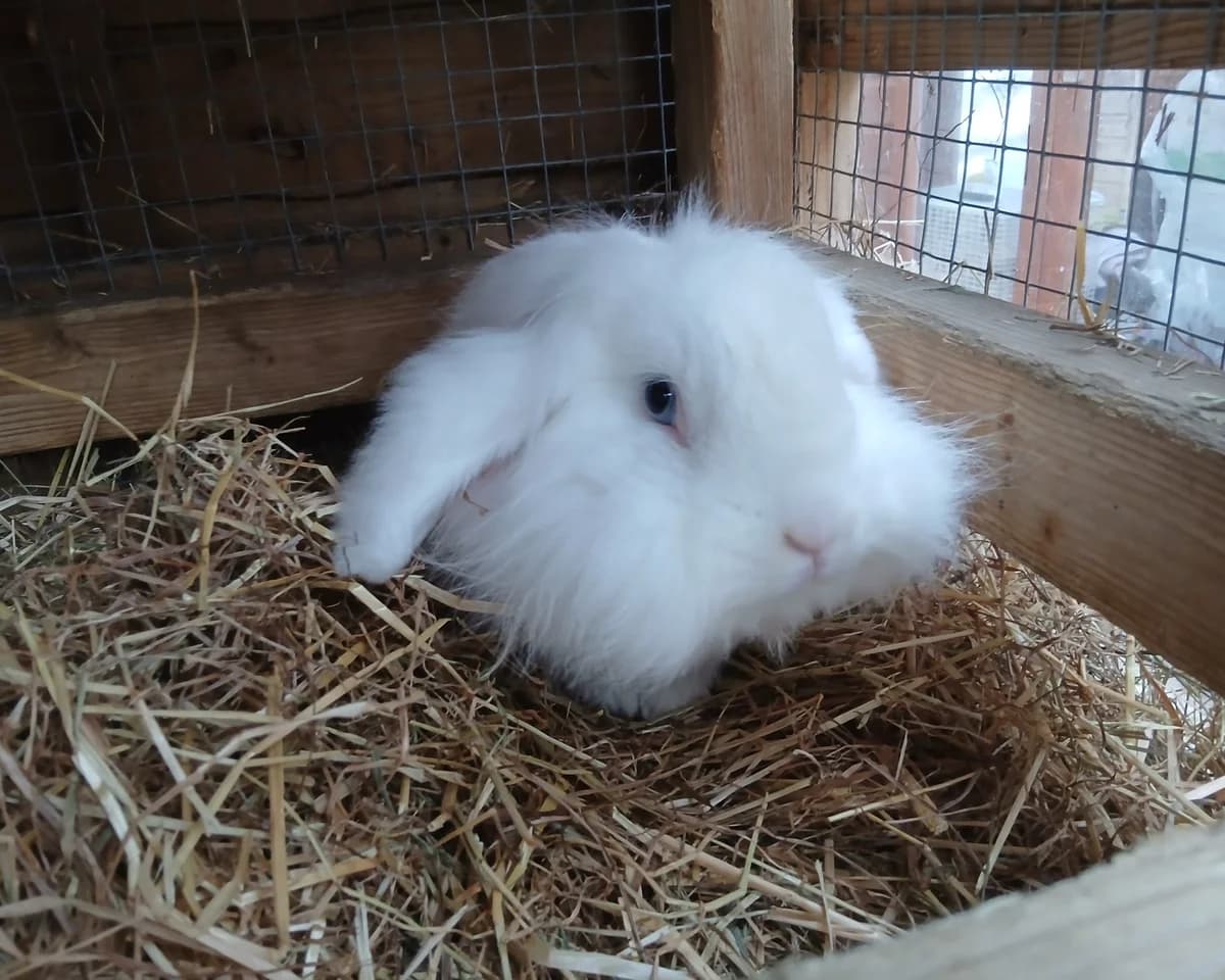 Patrick, male 4yo mixed breed for adoption at Cheltenham Animal Shelter (GAWA)