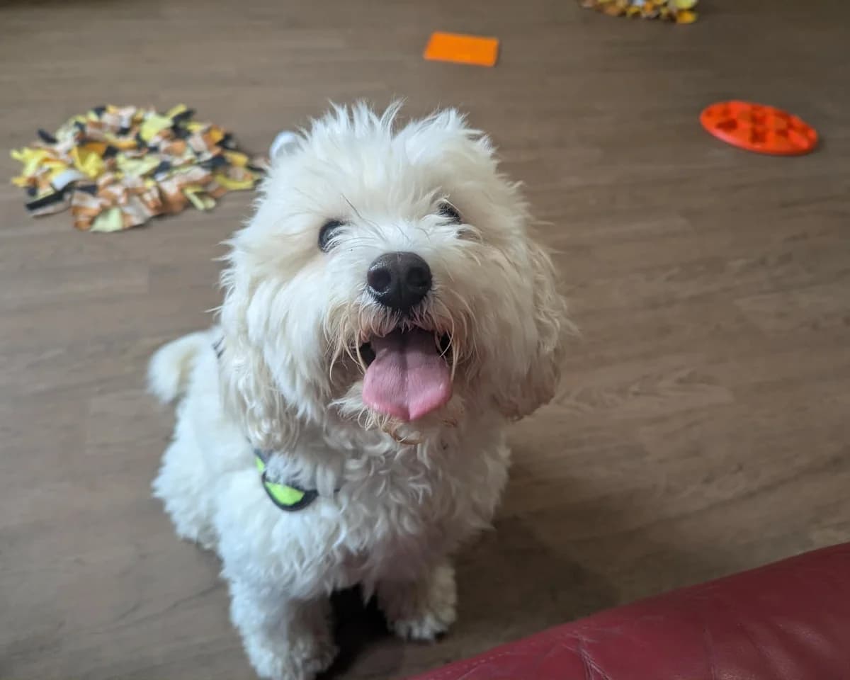Penny, female 5yo Cavapoo for adoption at Cheltenham Animal Shelter (GAWA)