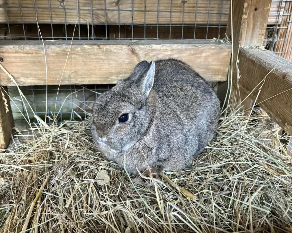 Peter, male 5yo mixed breed for adoption at Cheltenham Animal Shelter (GAWA)