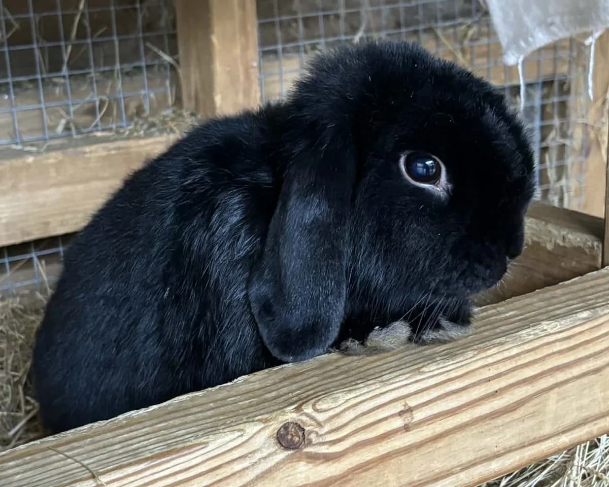 Pickle, male young mixed breed for adoption at Cheltenham Animal Shelter (GAWA)