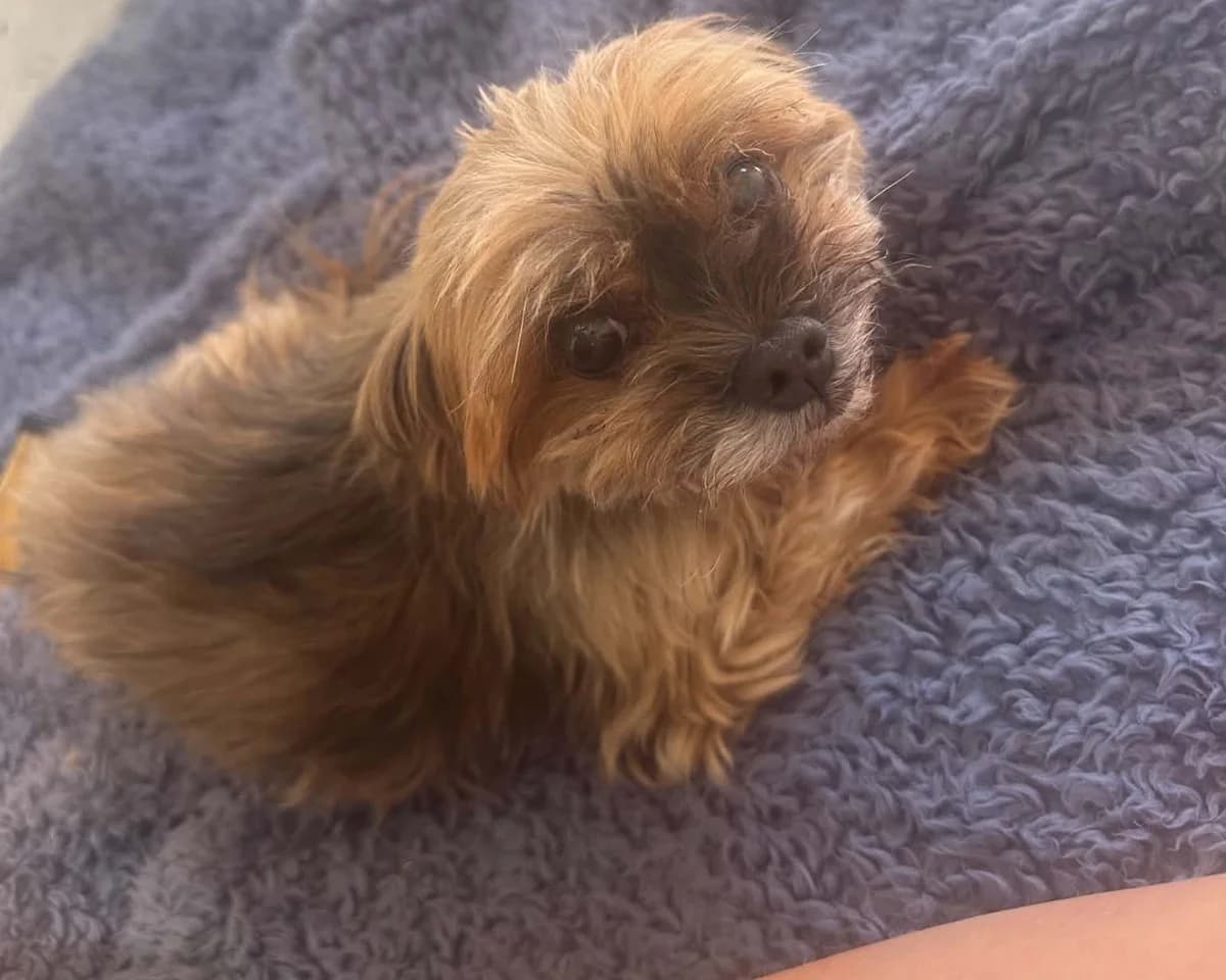Poppy, female senior Yorkshire Terrier for adoption at Cheltenham Animal Shelter (GAWA)