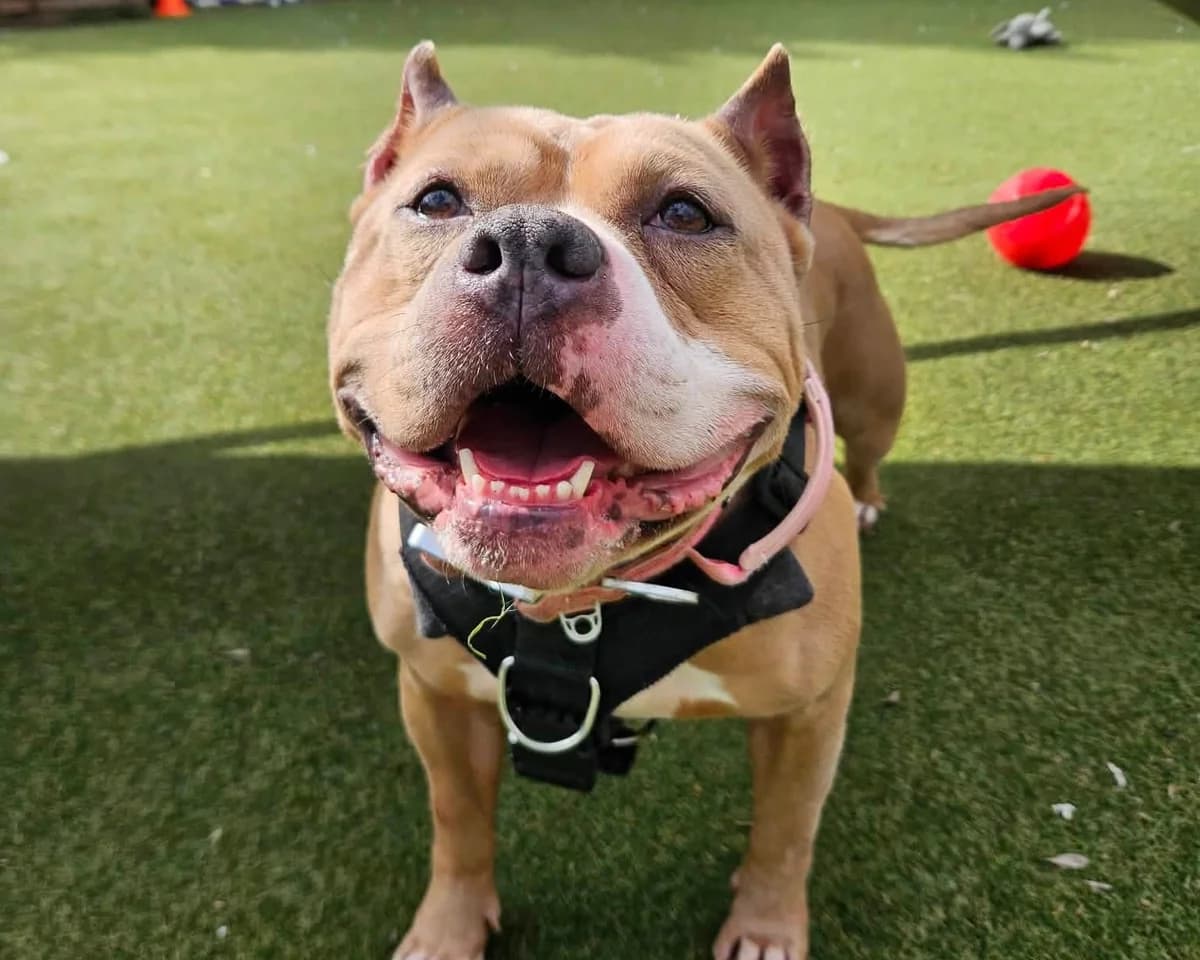 Pumpkin, female 3yo Staffordshire Bull Terrier for adoption at Cheltenham Animal Shelter (GAWA)