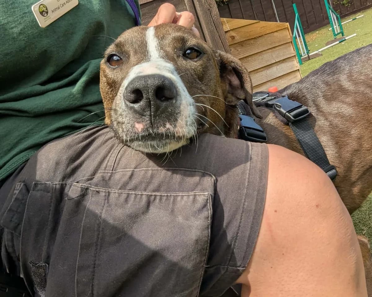 Quiche, male young mixed breed for adoption at Cheltenham Animal Shelter (GAWA)