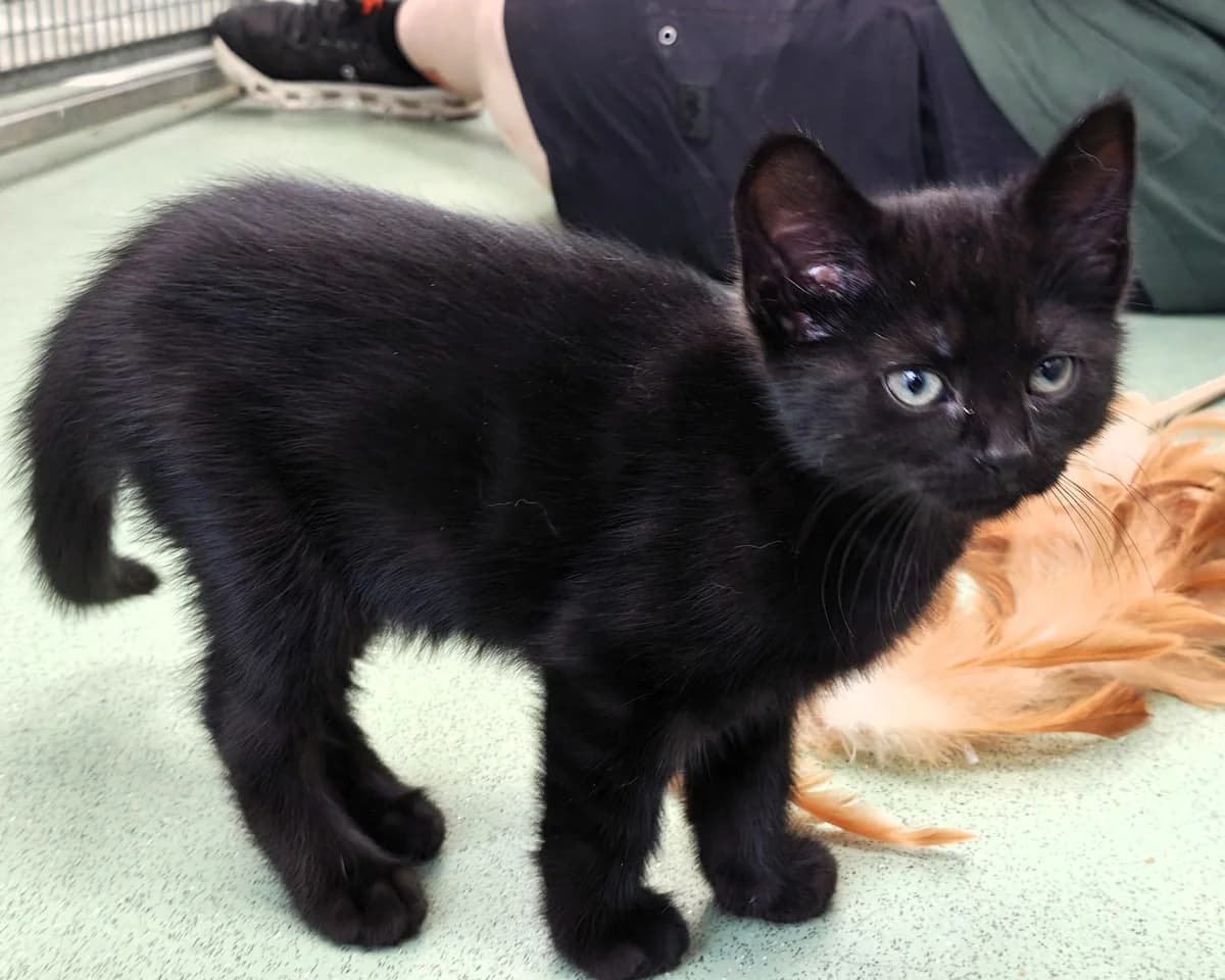Raven, female puppy Mixed Breed Cat for adoption at Cheltenham Animal Shelter (GAWA)