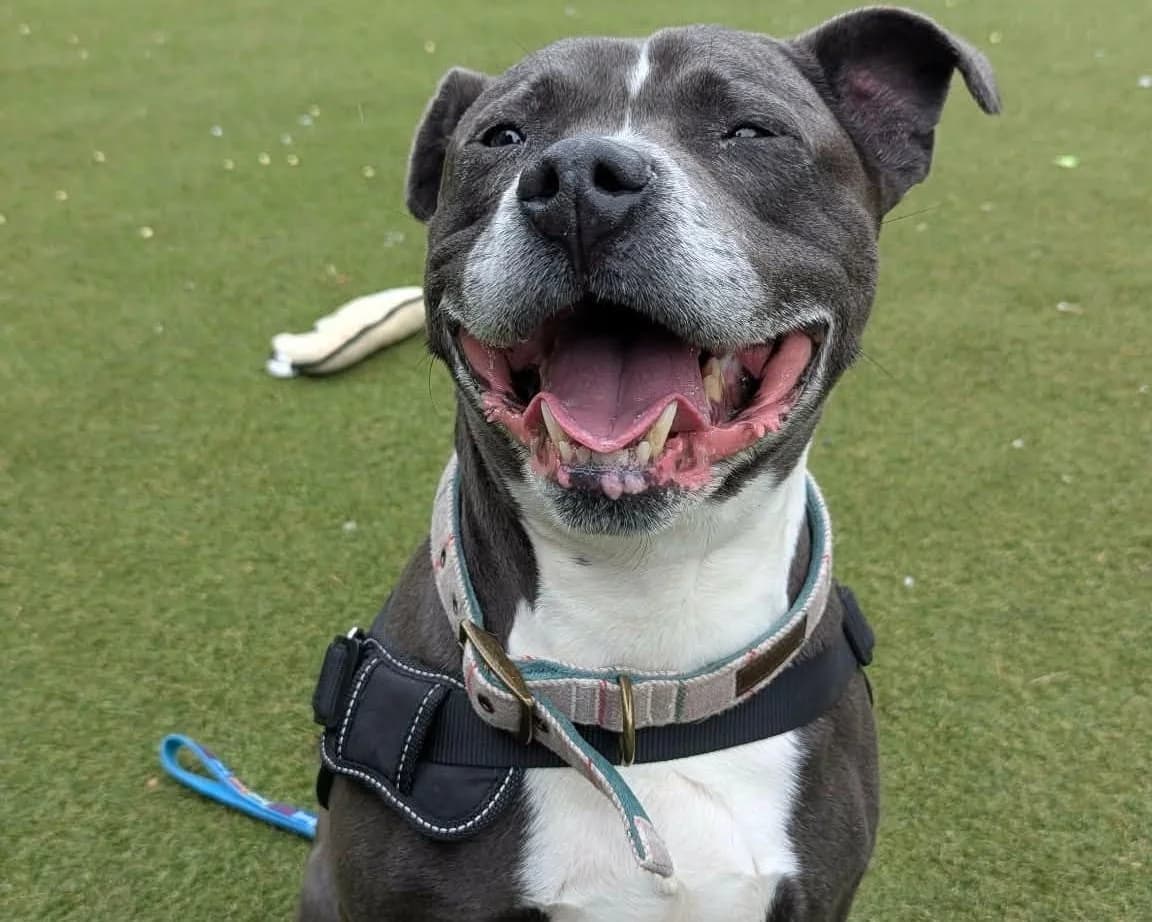Reggie, male 7yo Staffordshire Bull Terrier for adoption at Cheltenham Animal Shelter (GAWA)