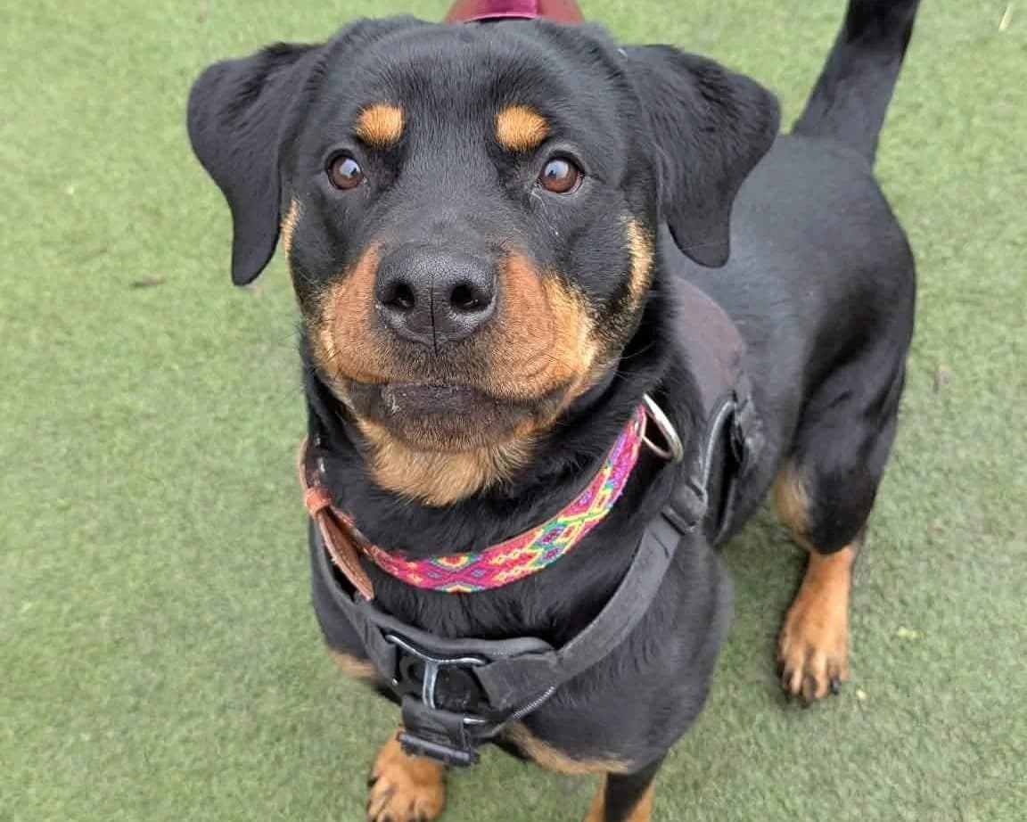 Ripley, female young Rottweiler for adoption at Cheltenham Animal Shelter (GAWA)