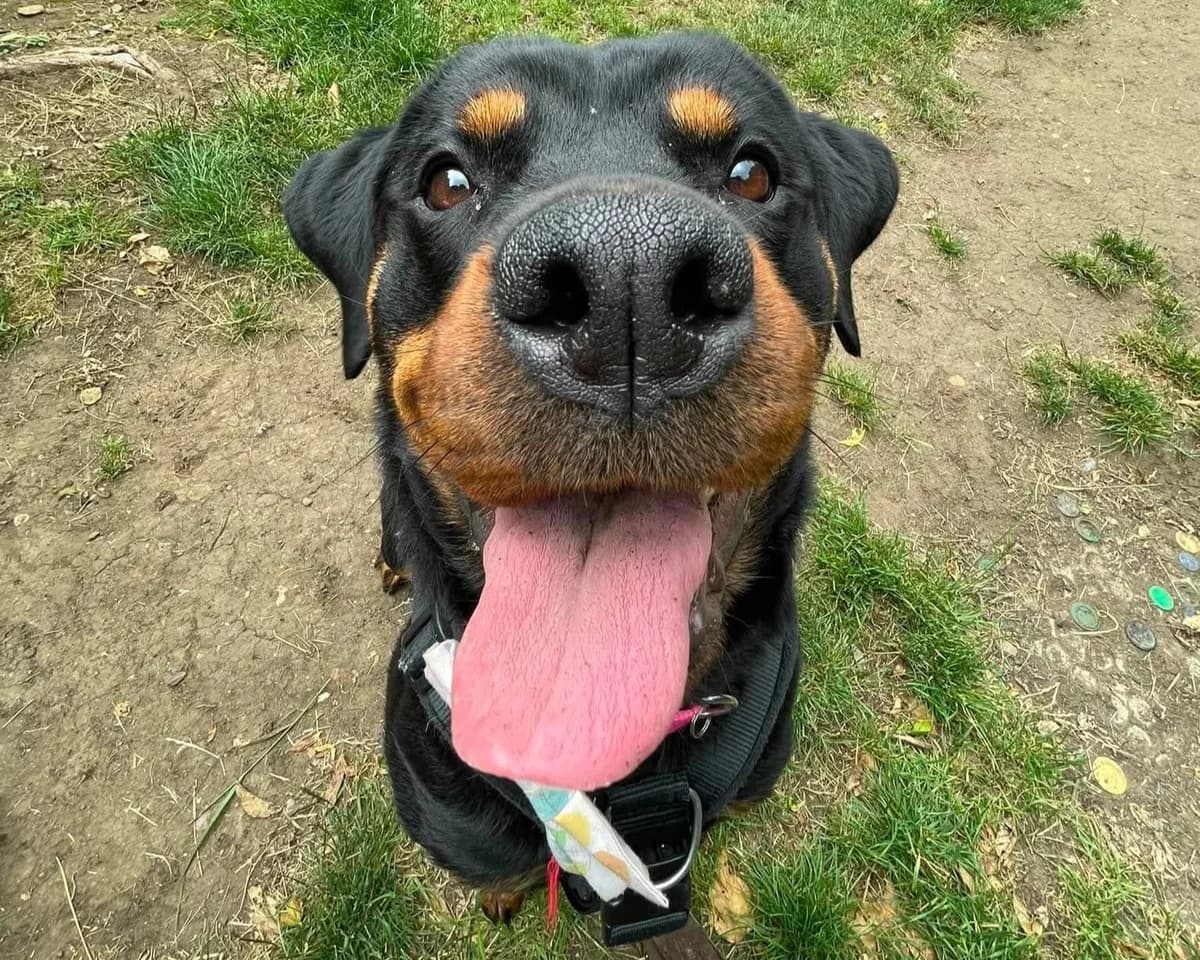 Ripley, female young Rottweiler for adoption at Cheltenham Animal Shelter (GAWA)
