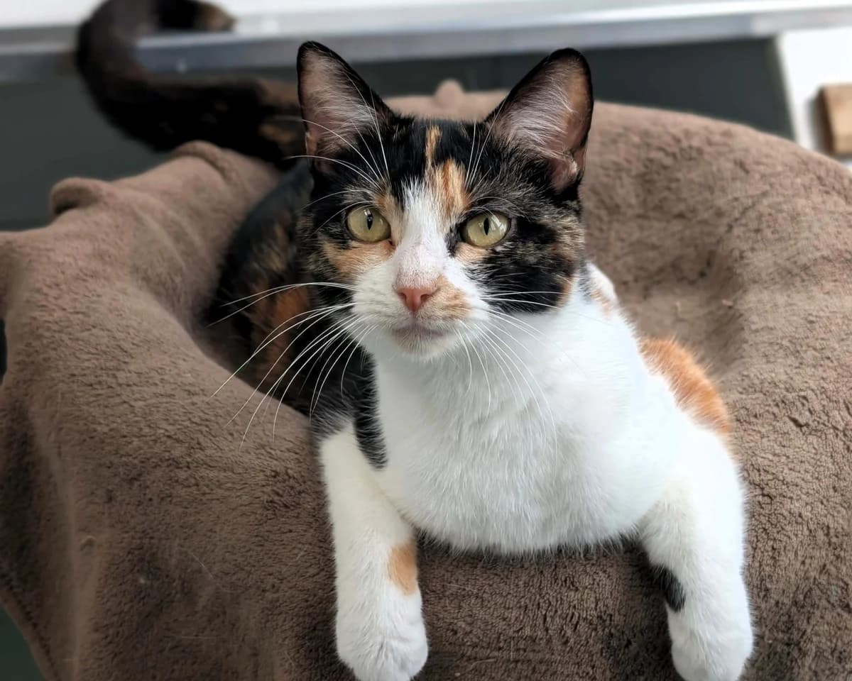 Ritz, female young Mixed Breed Cat for adoption at Cheltenham Animal Shelter (GAWA)