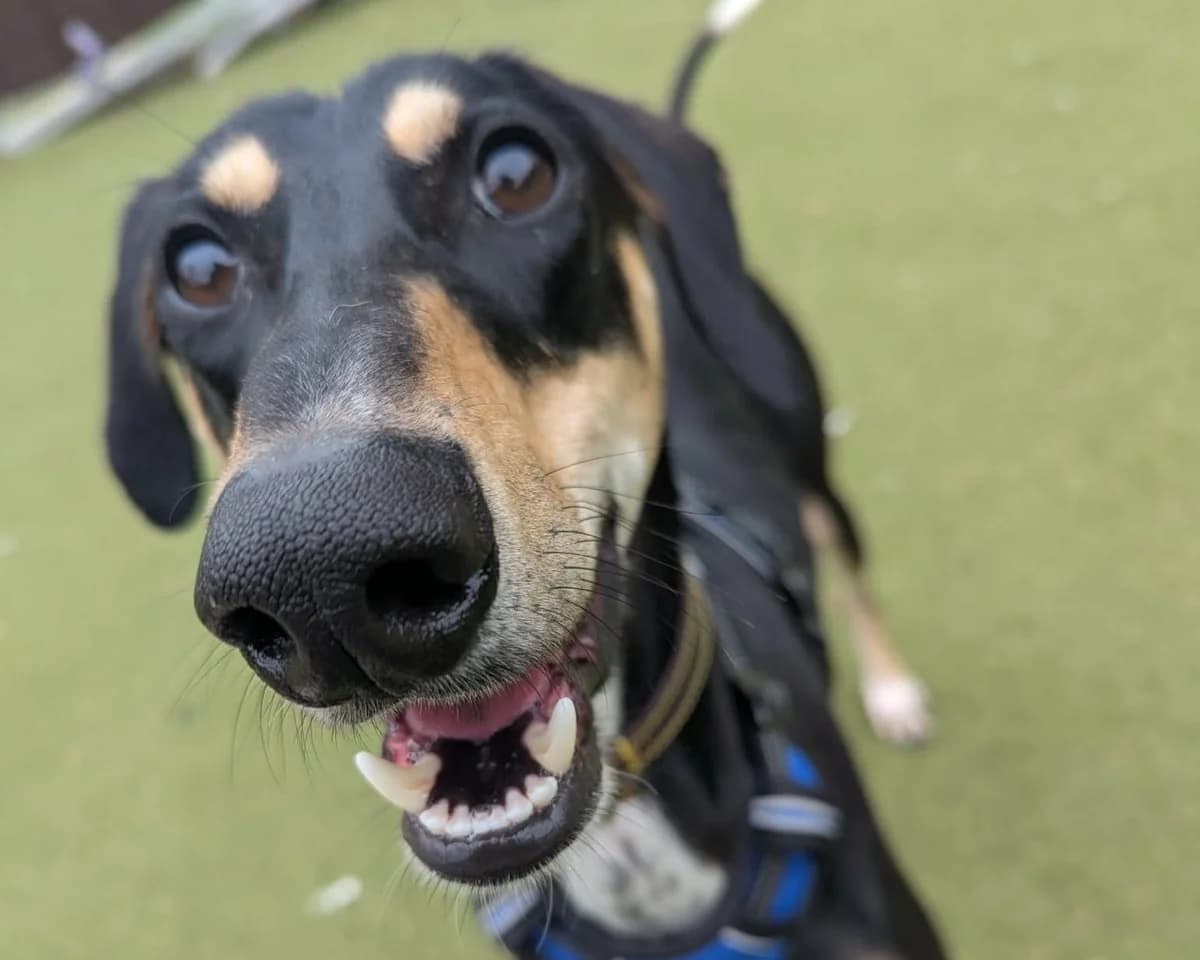 Rolo, male young Saluki for adoption at Cheltenham Animal Shelter (GAWA)