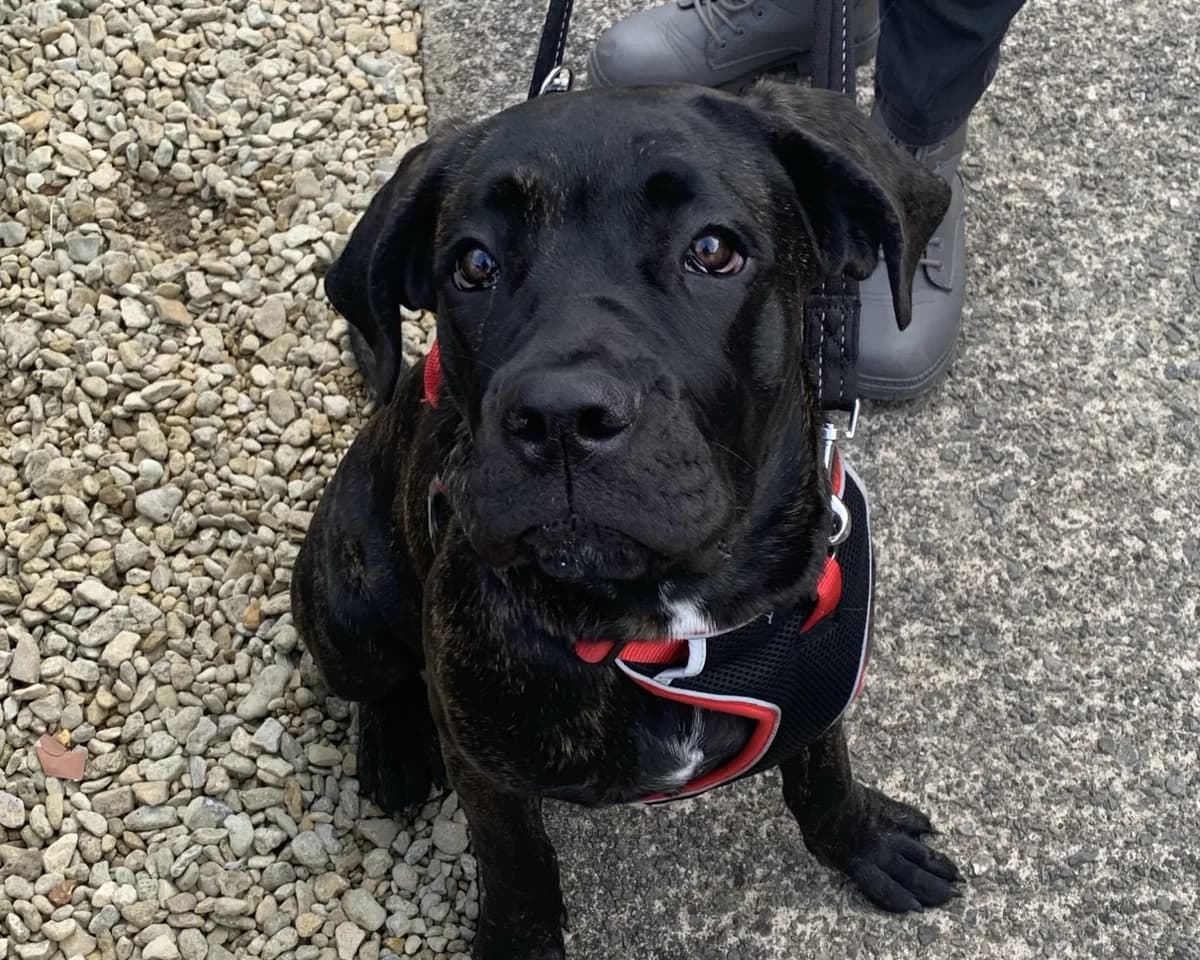 Rosa, female puppy Cane Corso for adoption at Cheltenham Animal Shelter (GAWA)