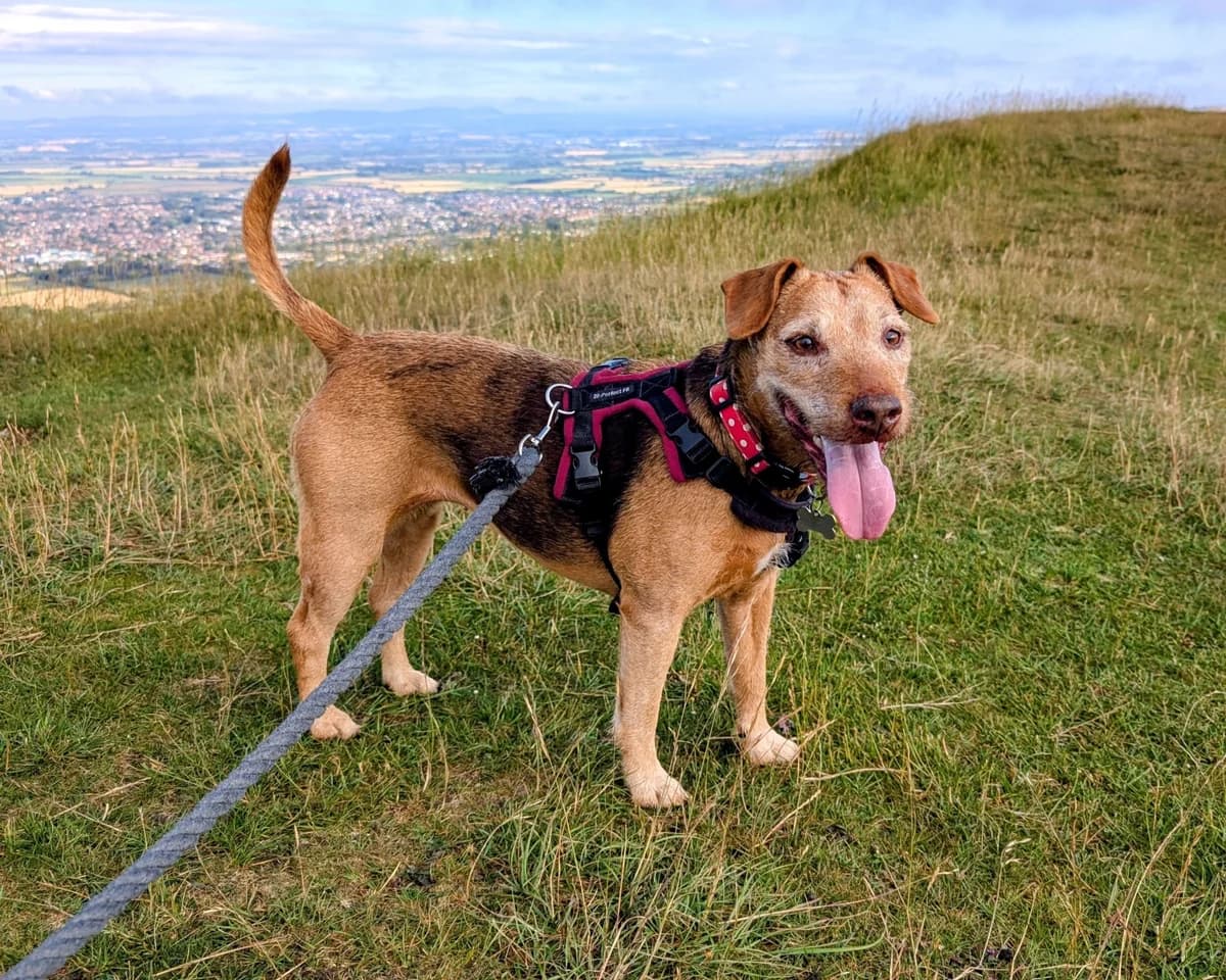 Rusty, female senior mixed breed for adoption at Cheltenham Animal Shelter (GAWA)