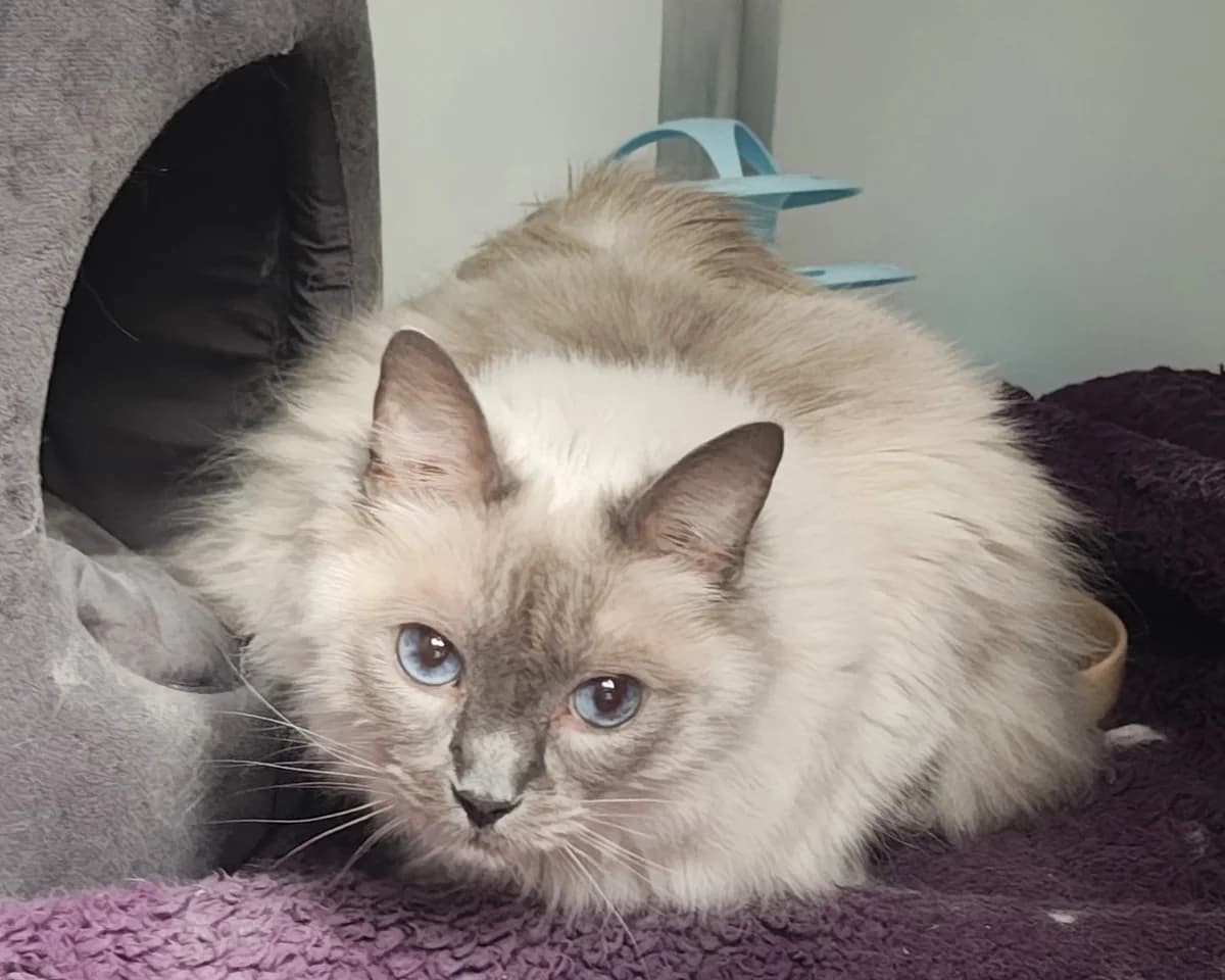 Sammy, male senior Ragdoll for adoption at Cheltenham Animal Shelter (GAWA)