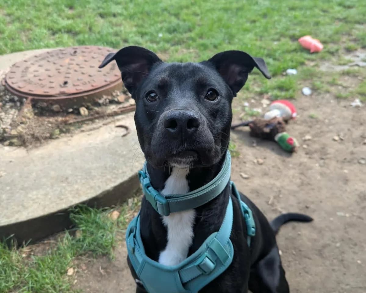 Scoob, male puppy Staffordshire Bull Terrier for adoption at Cheltenham Animal Shelter (GAWA)