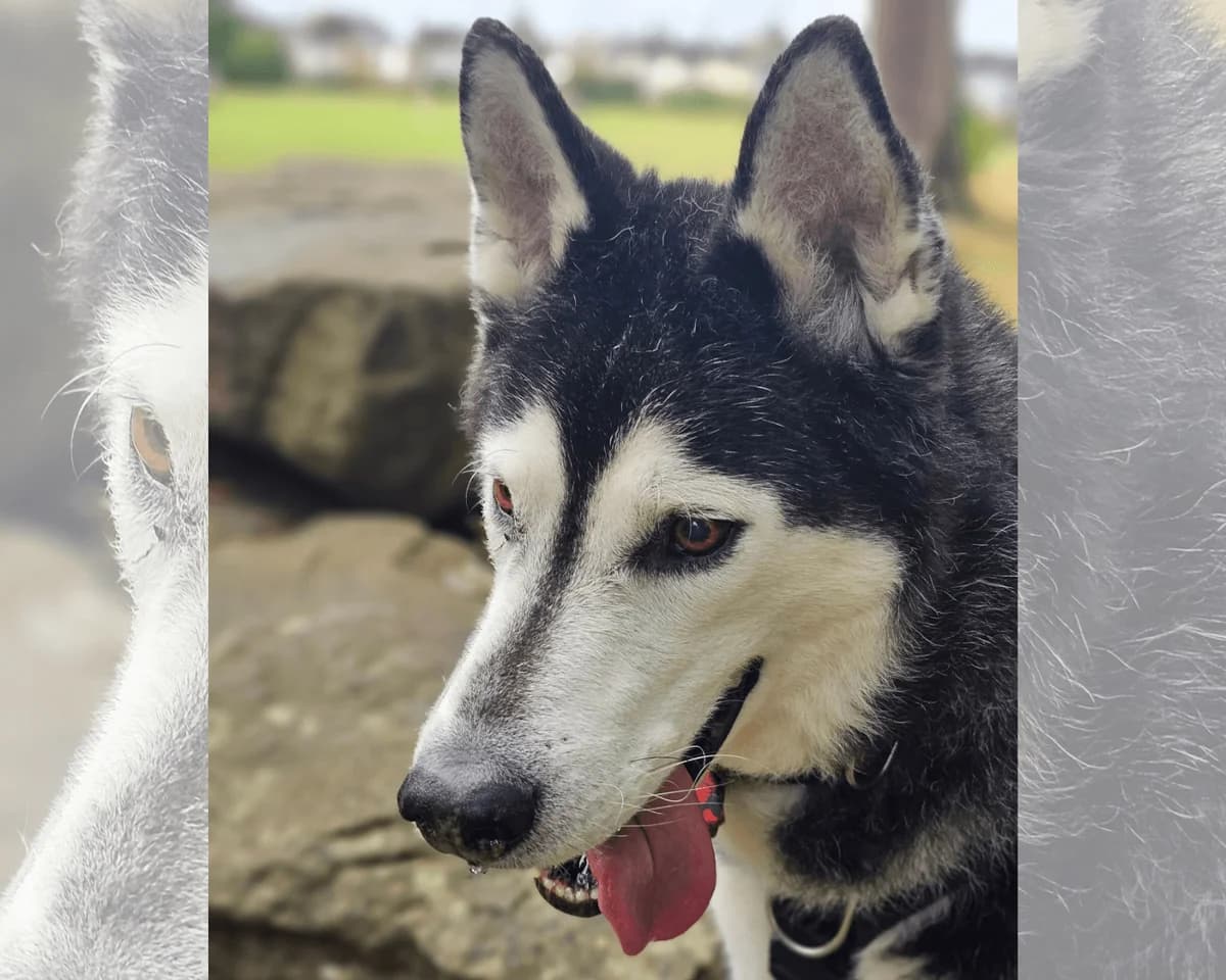 Seff, male senior Alaskan Malamute for adoption at Cheltenham Animal Shelter (GAWA)
