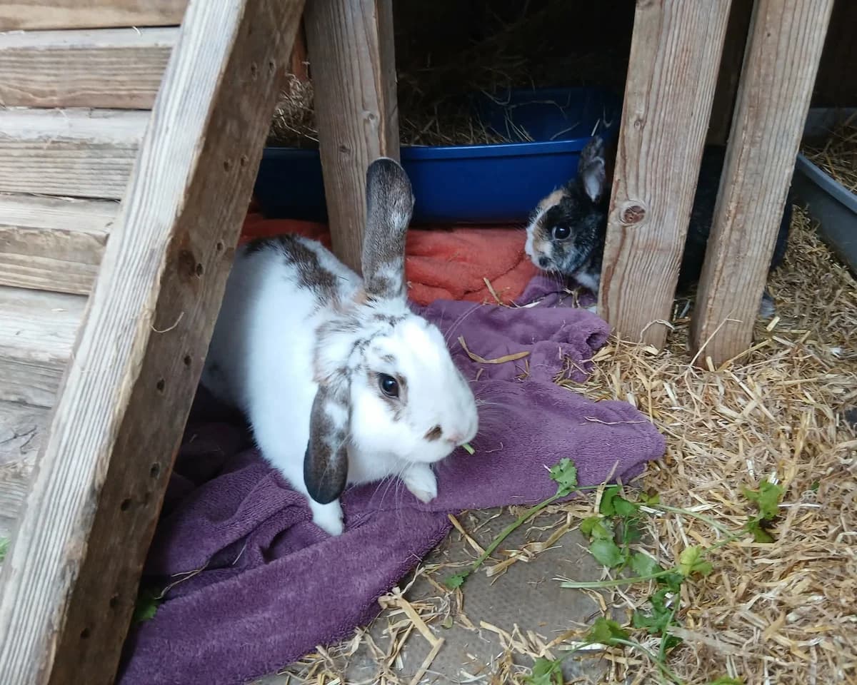 Seymour and Snickers, male young Mixed Breed for adoption at Cheltenham Animal Shelter (GAWA)