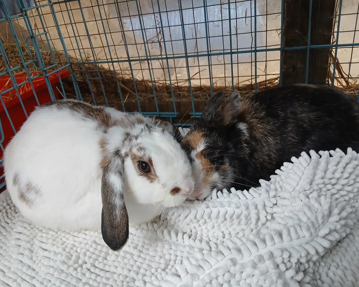 Seymour and Snickers, male young Mixed Breed for adoption at Cheltenham Animal Shelter (GAWA)