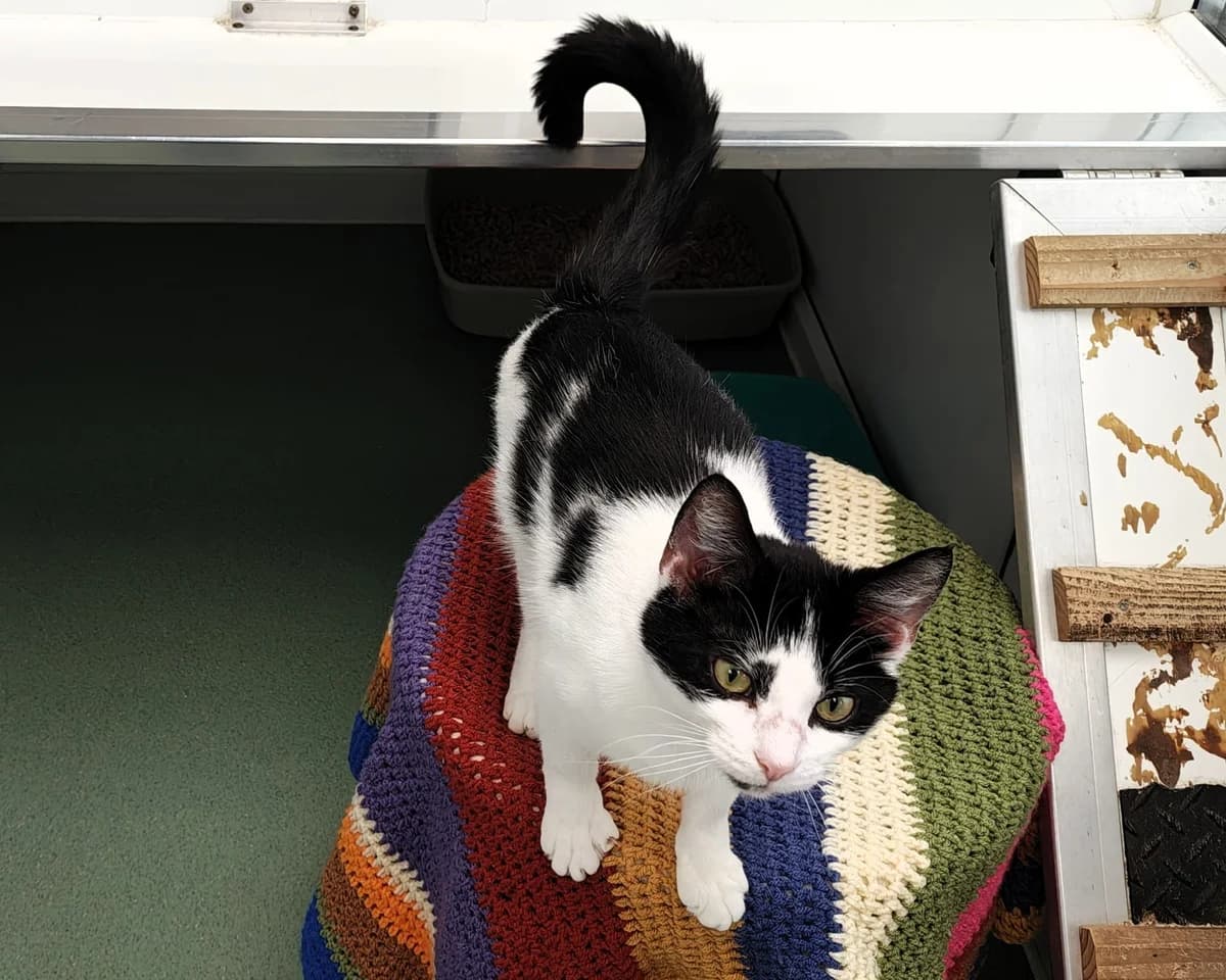 Shannon, female young Mixed Breed Cat for adoption at Cheltenham Animal Shelter (GAWA)