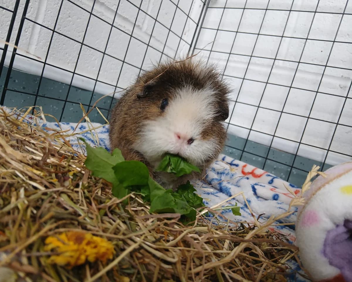 Sheldon, male young mixed breed for adoption at Cheltenham Animal Shelter (GAWA)