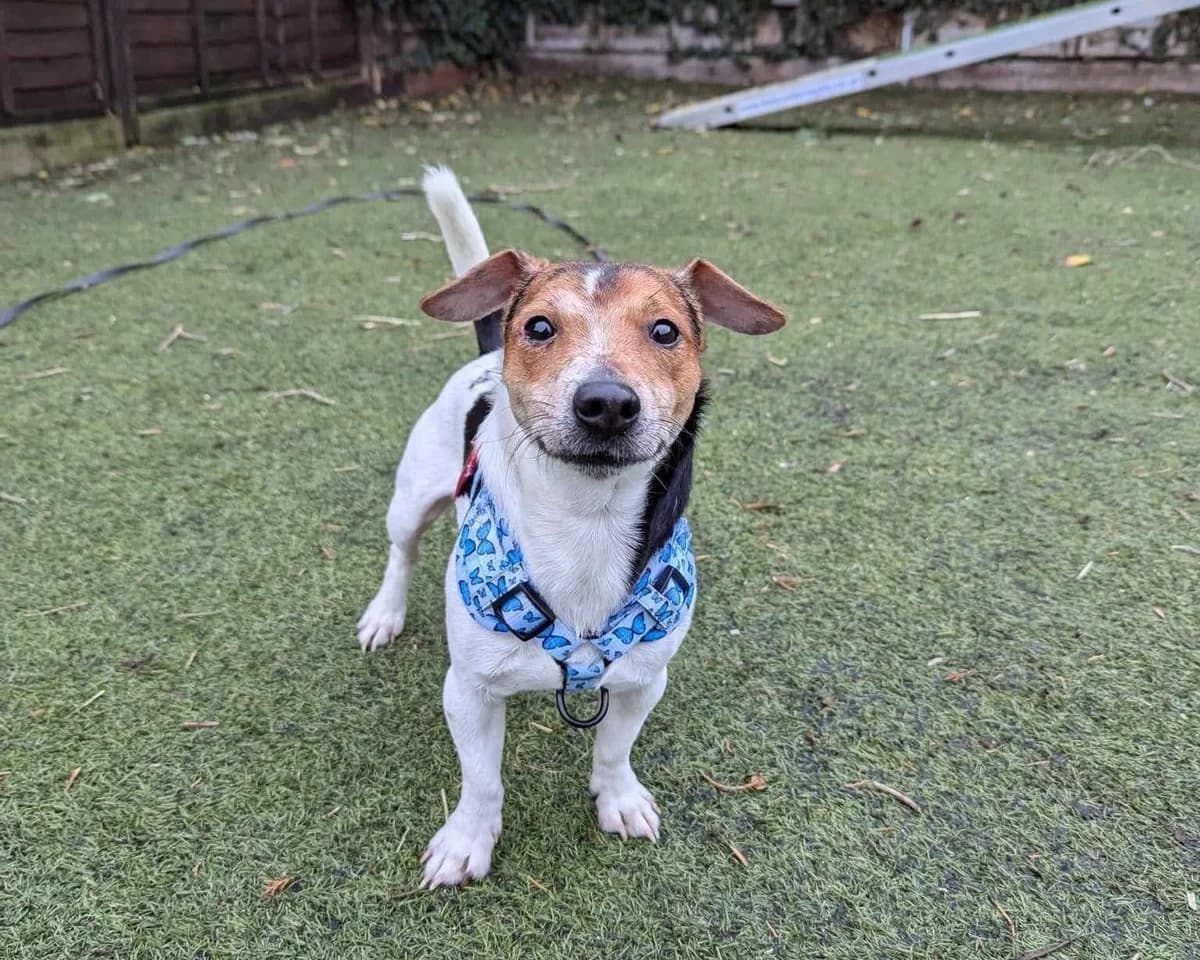 Sid, male 4yo Jack Russell Terrier for adoption at Cheltenham Animal Shelter (GAWA)