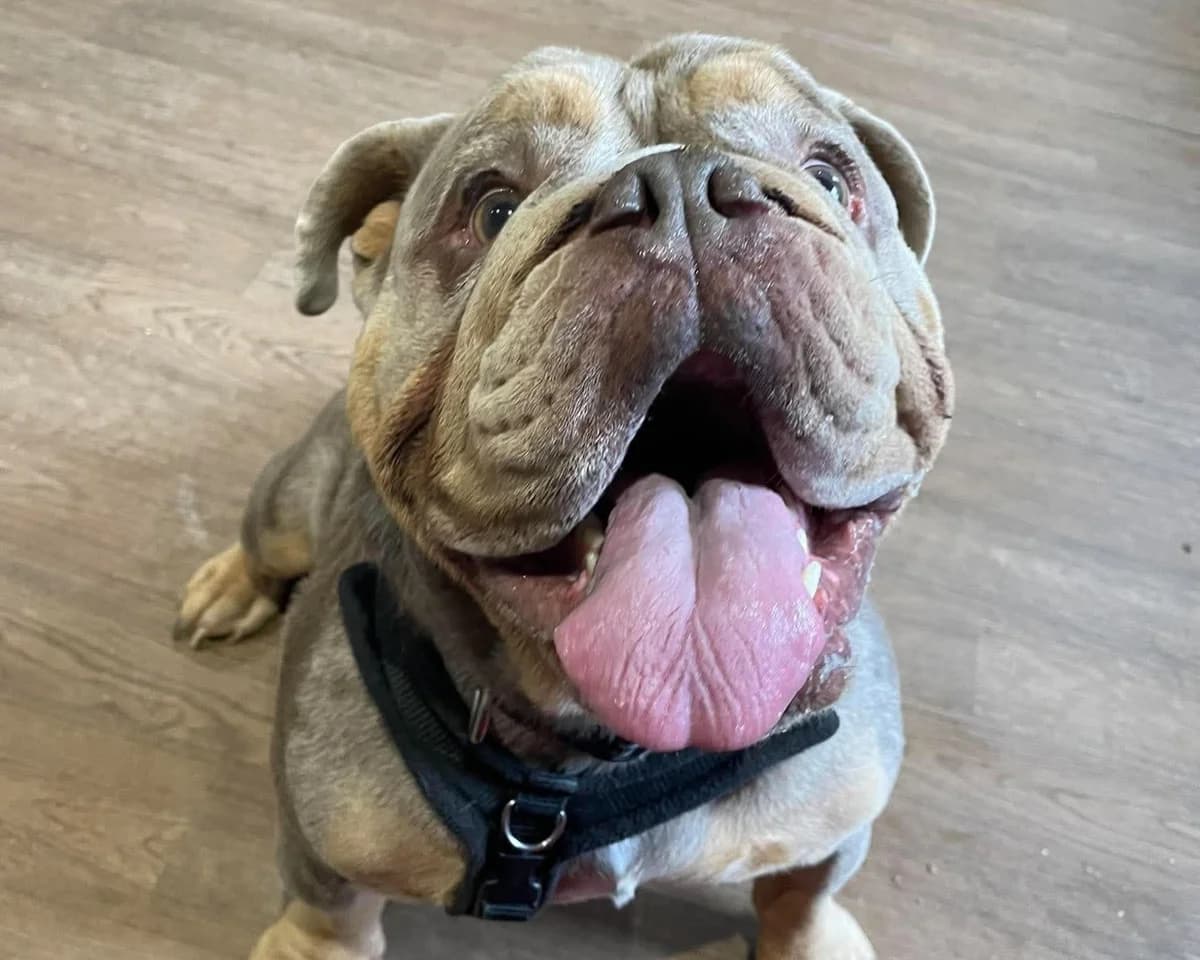 Stitch, male 5yo English Bulldog for adoption at Cheltenham Animal Shelter (GAWA)