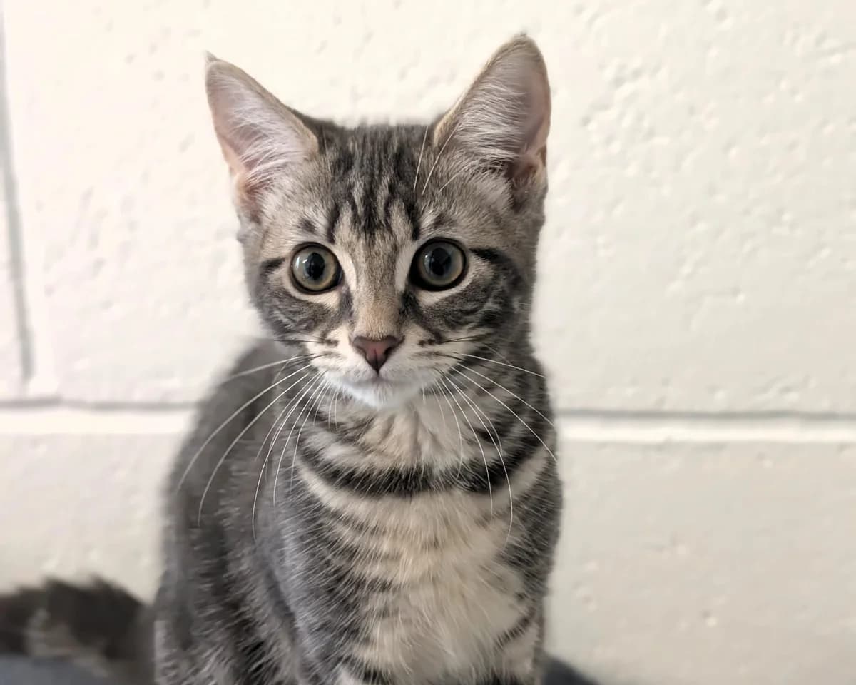 Tayto & Shamrock, male puppy Mixed Breed Cat for adoption at Cheltenham Animal Shelter (GAWA)