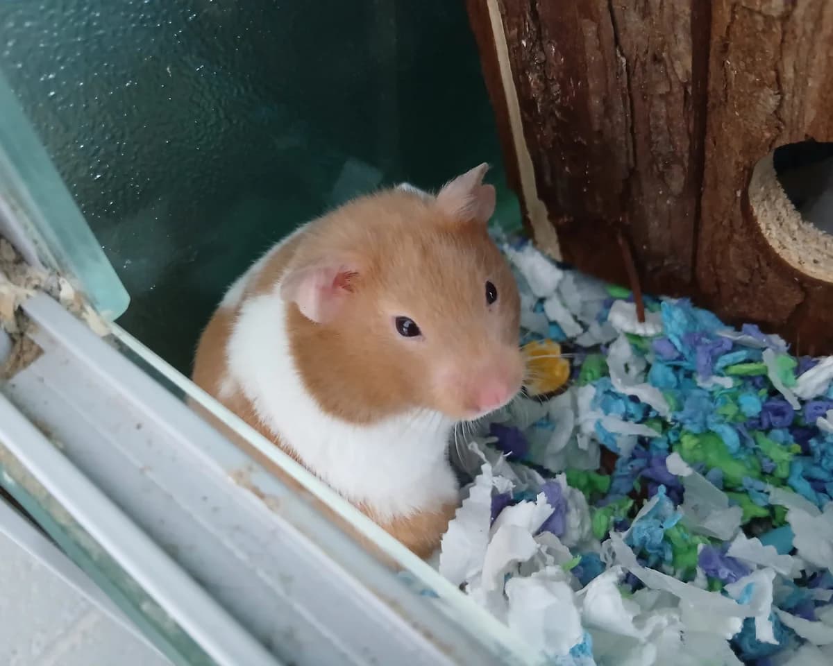 Teddy, male puppy mixed breed for adoption at Cheltenham Animal Shelter (GAWA)