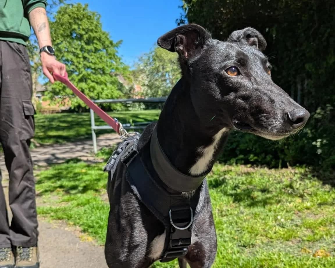 Theo, male 5yo Greyhound for adoption at Cheltenham Animal Shelter (GAWA)