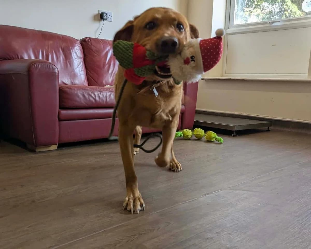Tommy, male 6yo Labrador Retriever for adoption at Cheltenham Animal Shelter (GAWA)