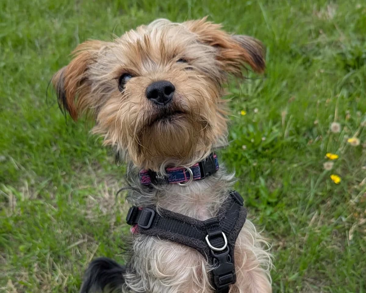 Toro, female 4yo Yorkshire Terrier for adoption at Cheltenham Animal Shelter (GAWA)