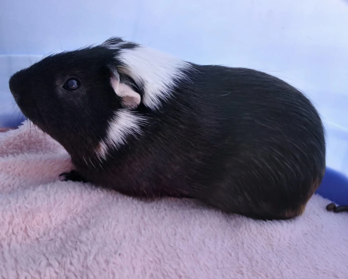 Trevor, male young mixed breed for adoption at Cheltenham Animal Shelter (GAWA)