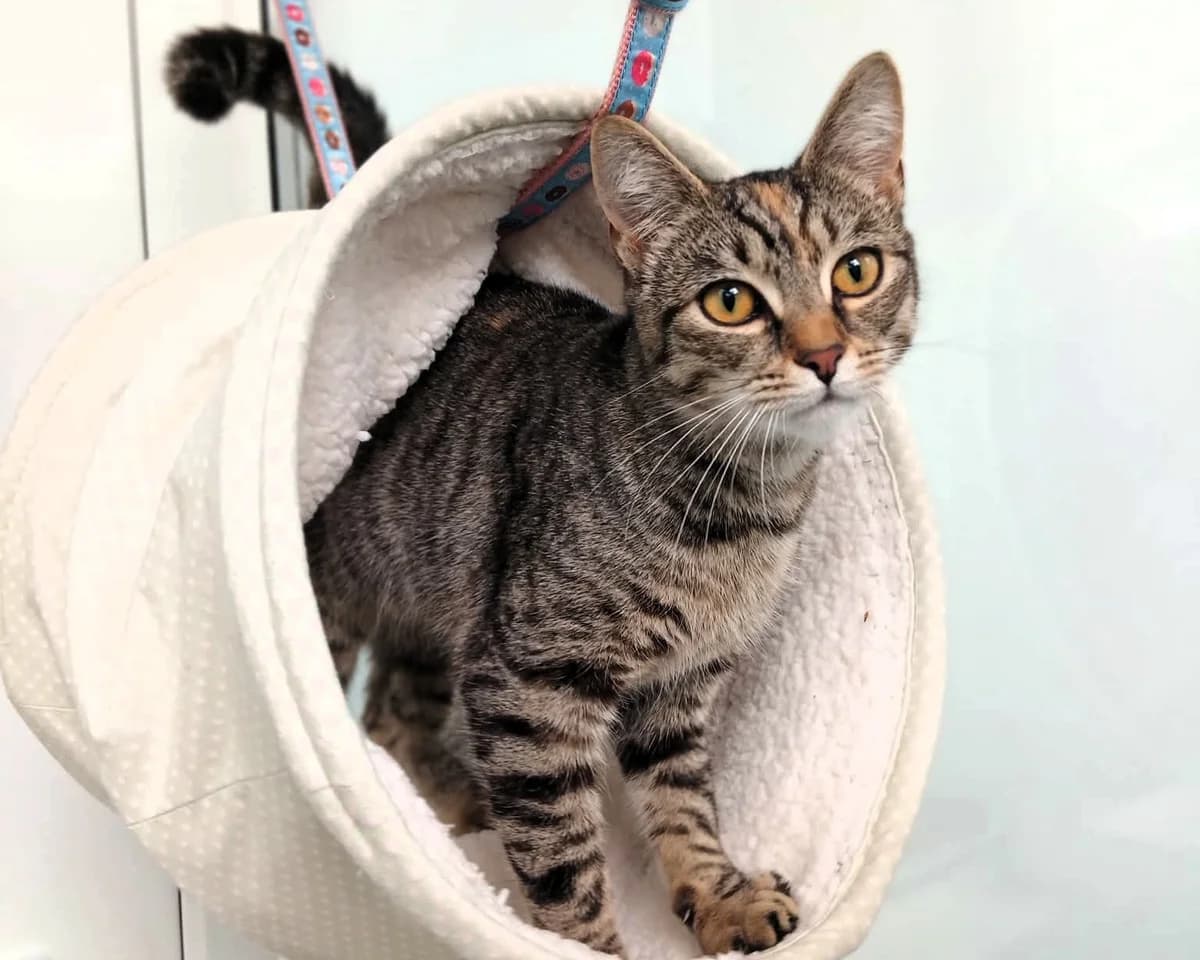 Waffle, female puppy Mixed Breed Cat for adoption at Cheltenham Animal Shelter (GAWA)