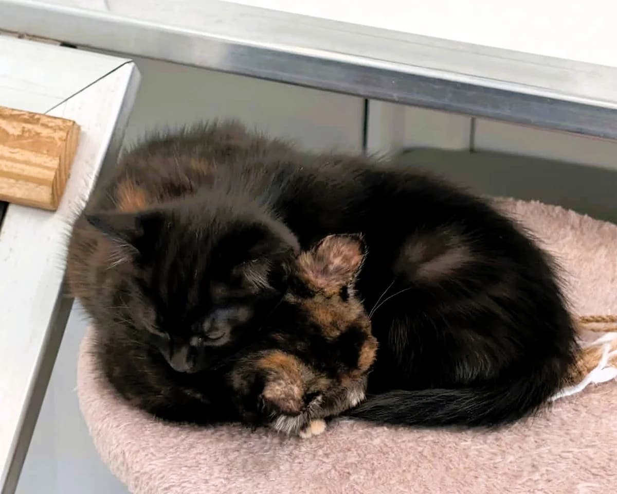 Wednesday & Enid, female puppy Mixed Breed Cat for adoption at Cheltenham Animal Shelter (GAWA)
