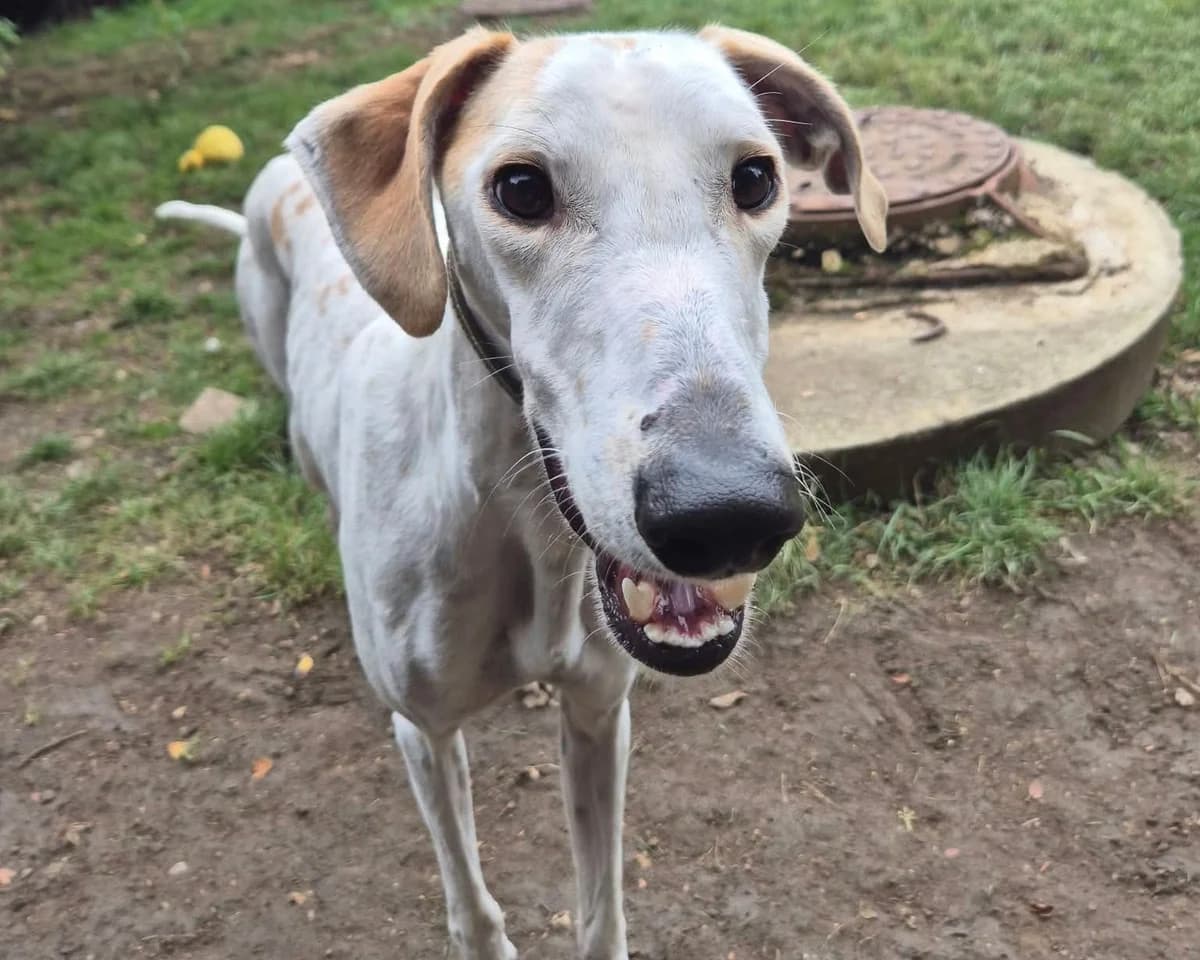 Winston, male young Lurcher for adoption at Cheltenham Animal Shelter (GAWA)