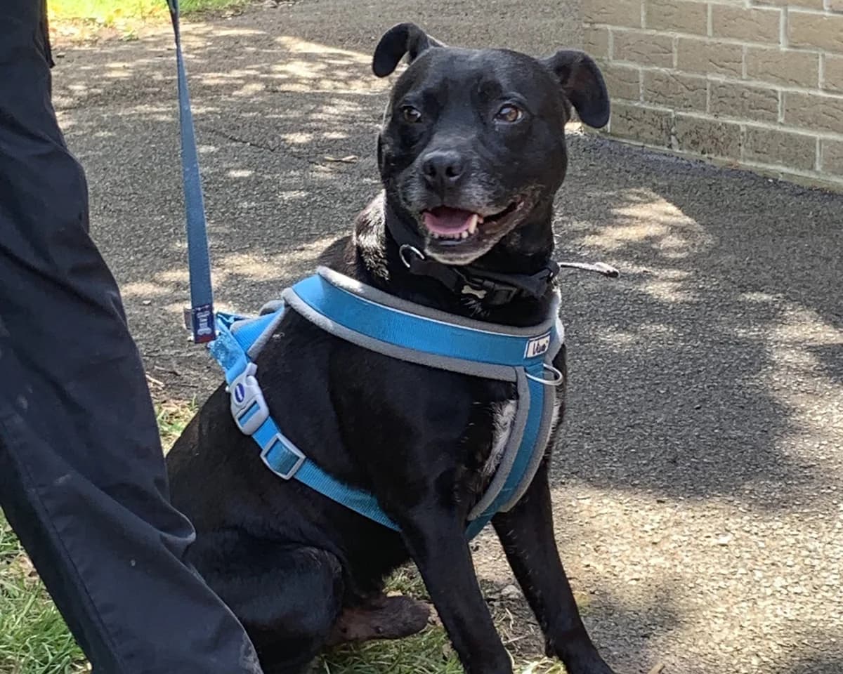Zuki, male 7yo Staffordshire Bull Terrier for adoption at Cheltenham Animal Shelter (GAWA)