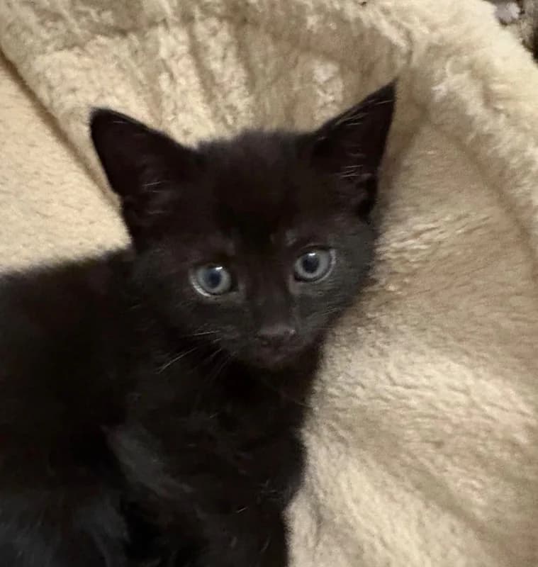 Ebony, female puppy Mixed Breed for adoption at Cheshire Cats Rescue