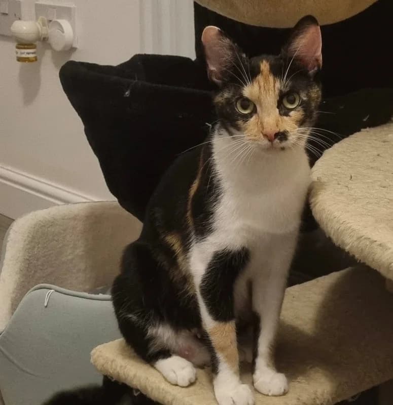 Belle, female puppy Mixed Breed for adoption at Cheshire Cats Rescue