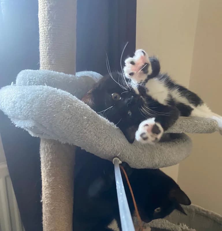 Gigi & Gia, puppy Mixed Breed for adoption at Cheshire Cats Rescue
