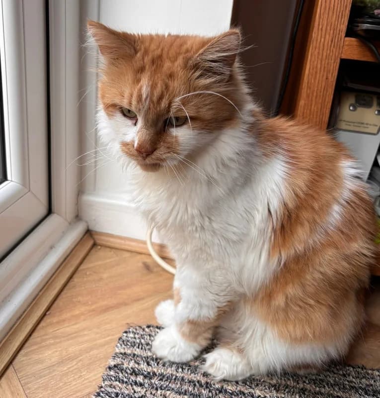 Jasper, male 6yo Mixed Breed for adoption at Cheshire Cats Rescue